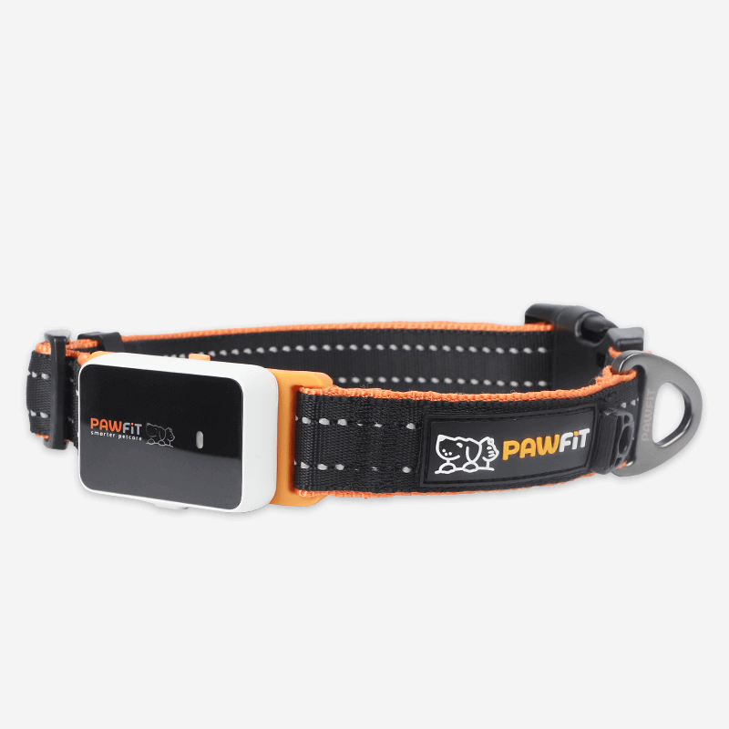 Pawfit 3 Collar Medium-1869883042252853248
