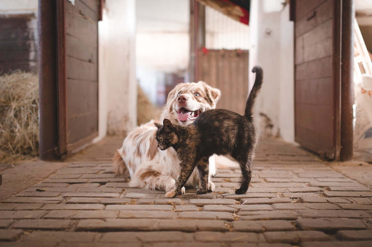 Pet Products